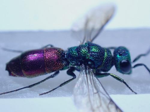 Réf. 264 437 : Chrysis angustula